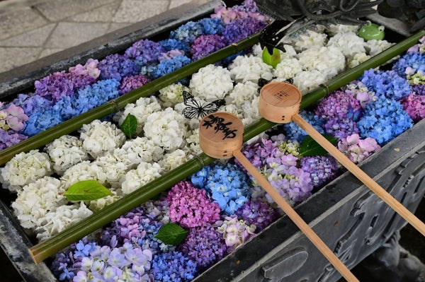 京の夏花物語!爽快!嵯峨野トロッコ列車に乗って!「楊谷寺あじさいウィークと美しき花手水」&「大原三千院あじさい祭」【三日市・河内長野・富田林・藤井寺発】2